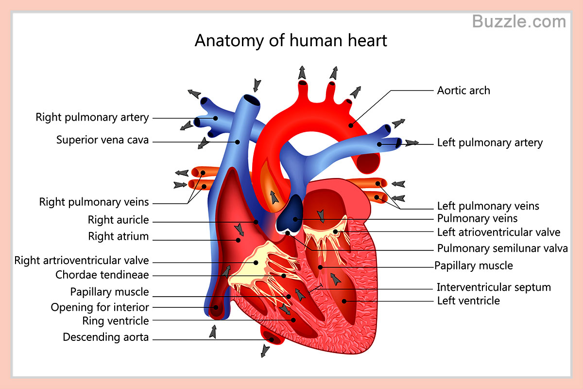 What makes for a first-rate heart diagram?