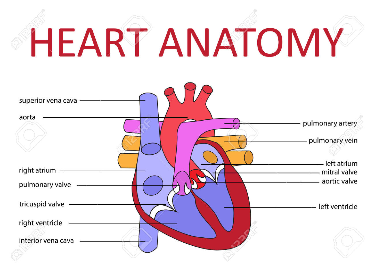 free heart anatomy clipart - photo #33