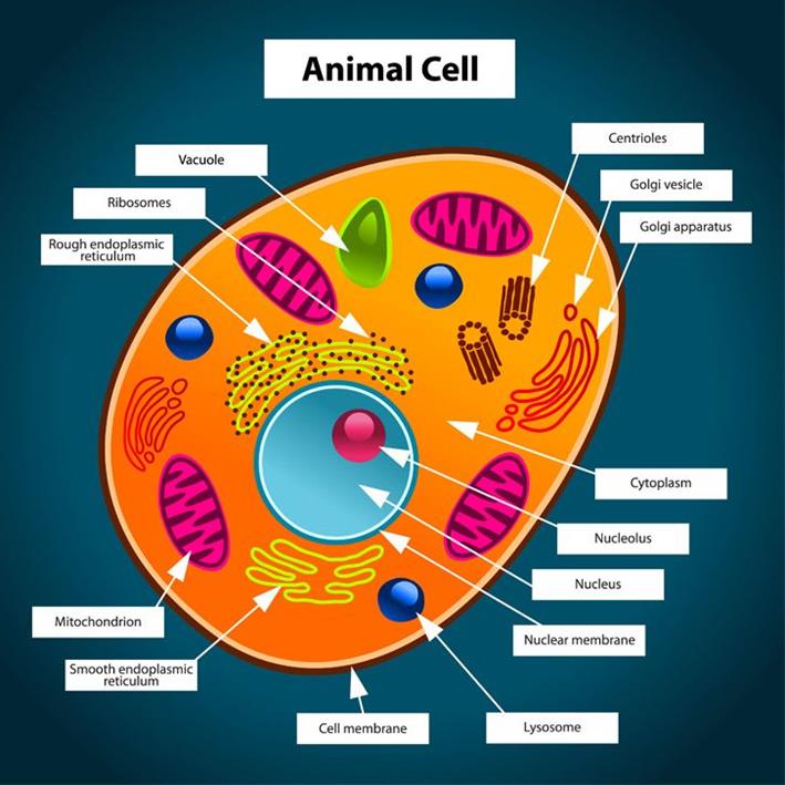 animal cell anatomy