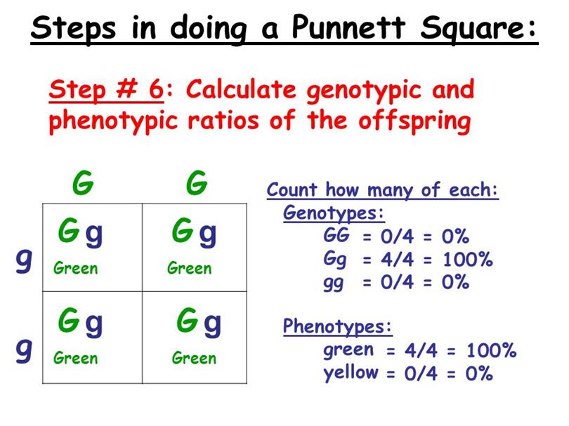dihybrid-punnett-square-calculator-dihybrid-punnett-square-example-science-genetics