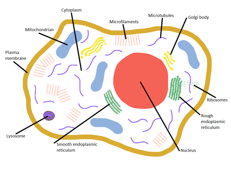Animal Cell Features