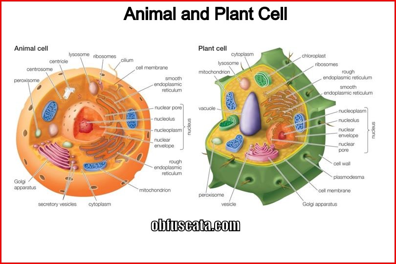 How Do Plant Cells Do Cytokinesis - Lab Manual Exercise #2 / Maybe you would like to learn more about one of these?